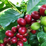 Brazil Salmo Plus, Dark Roast, 12 oz bag, Whole Bean Coffee