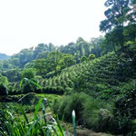 Peru Chonta, Dark Roast, 12 oz bag, Whole Bean Coffee