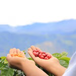 Ethiopia Sidama, French Roast, 12 oz bag, Whole Bean Coffee
